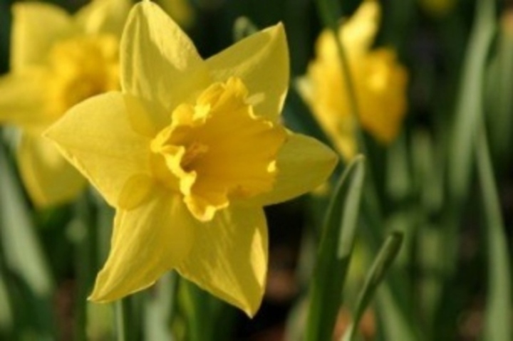Narcis 