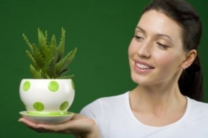 Léčivá aloe vera