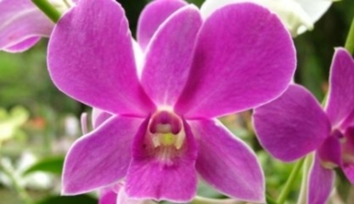 Vanda coeruola