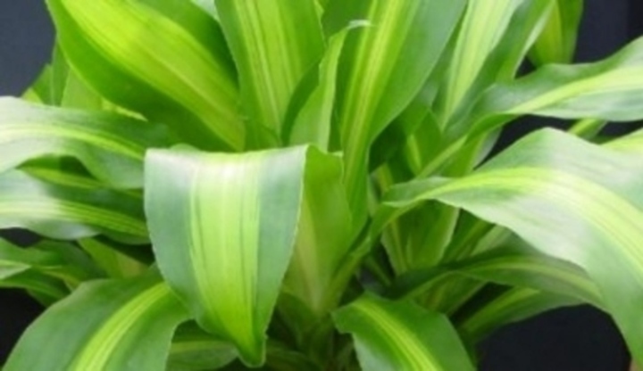 Draceana