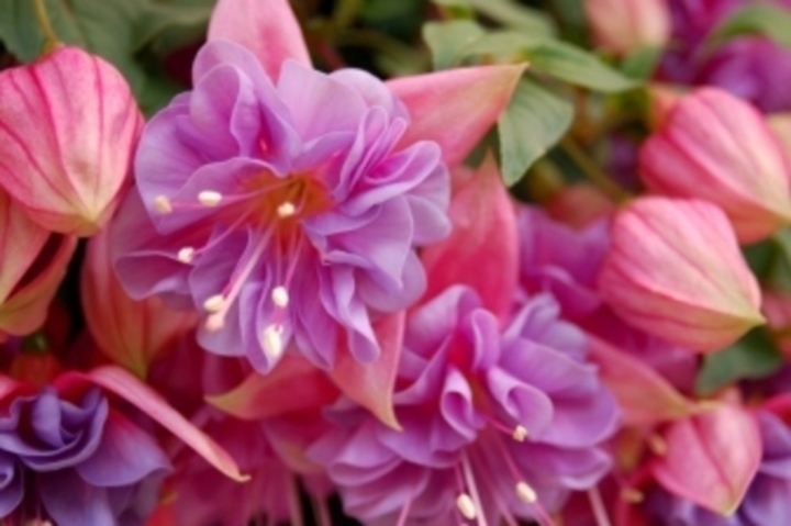 Fuchsia