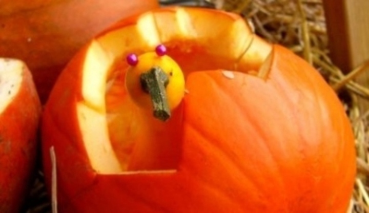 Dýně