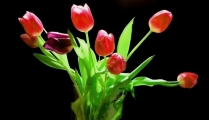 Tulipány