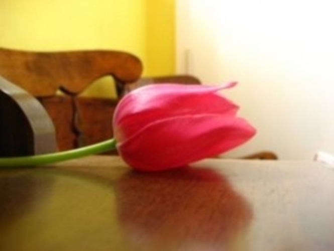 Tulipán 
