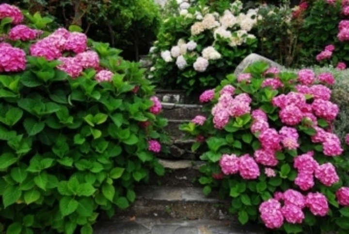 Hydrangea macrophylla