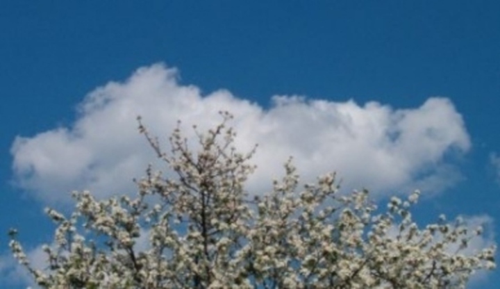 Strom, kvetoucí koruna