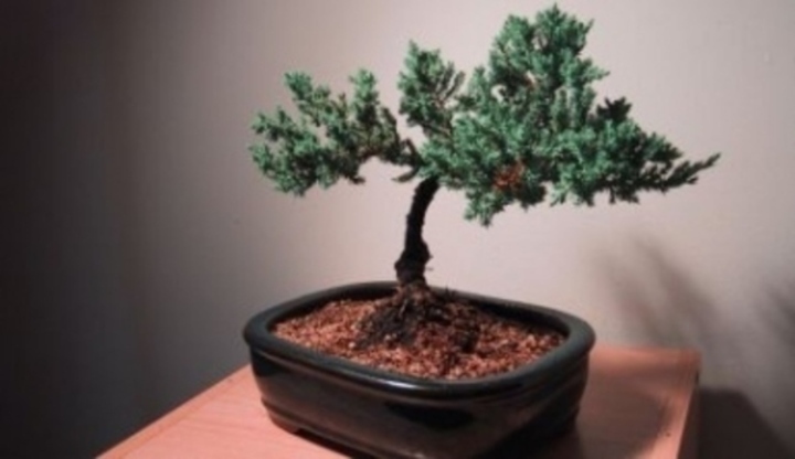 Bonsai