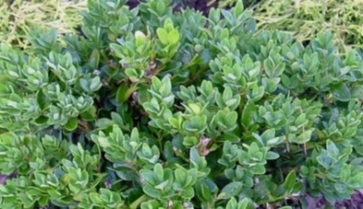 Buxus