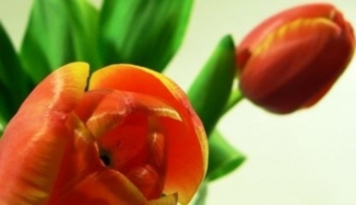 Tulipány