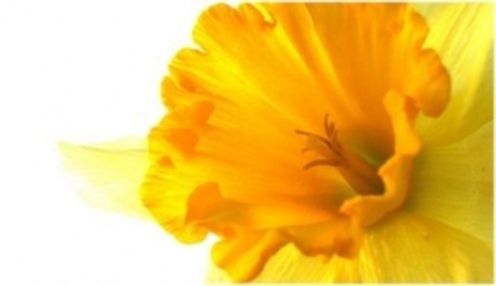 Narcis