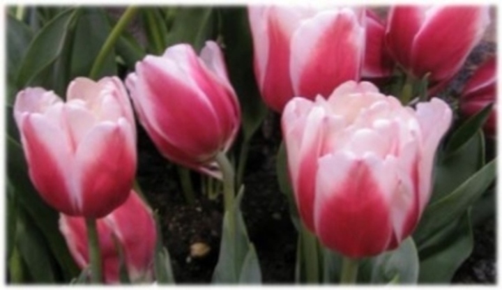 Tulipán