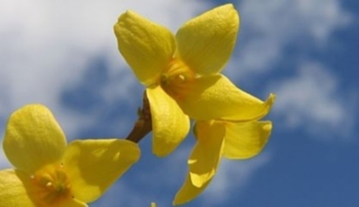 Forsythia