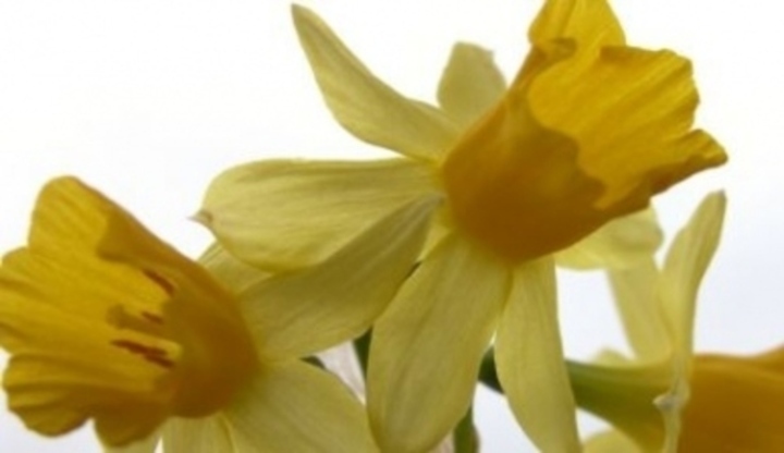 Narcis