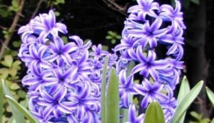 Hyacinthus