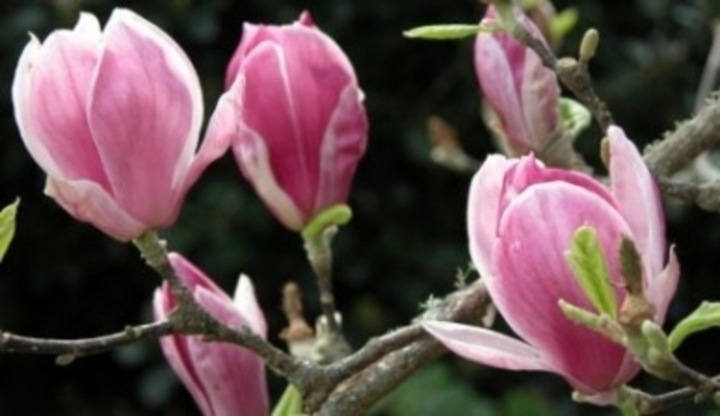 Magnolia