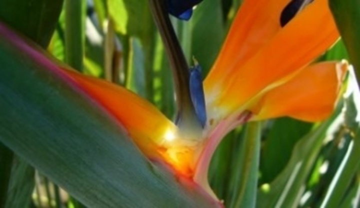 Strelitzie