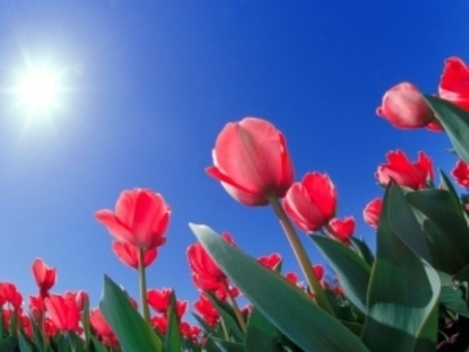 Tulipány