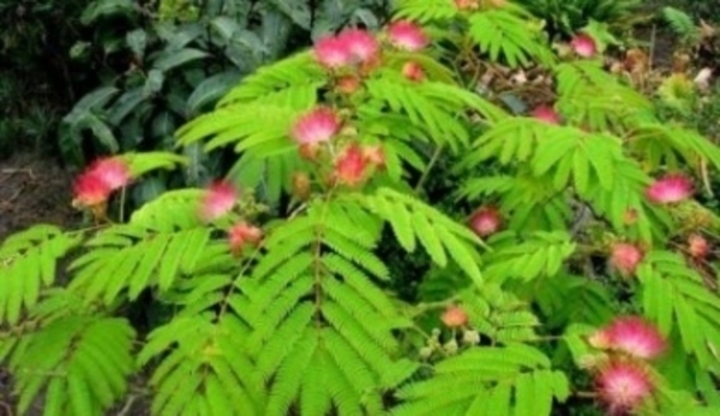 Albizia