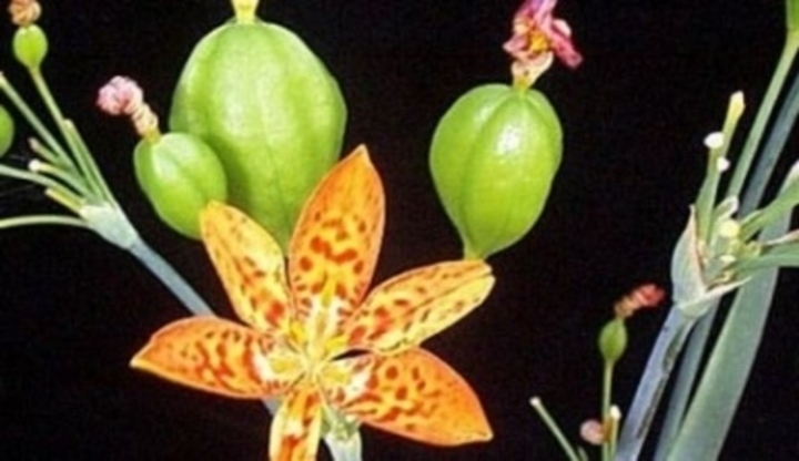 Belamcanda