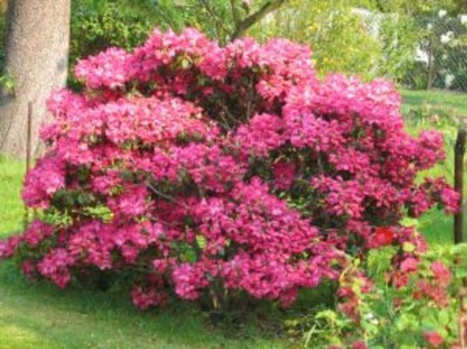 Rododendron
