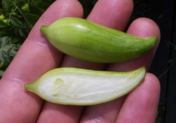 Ačokča (Cyclanthera pedanta)