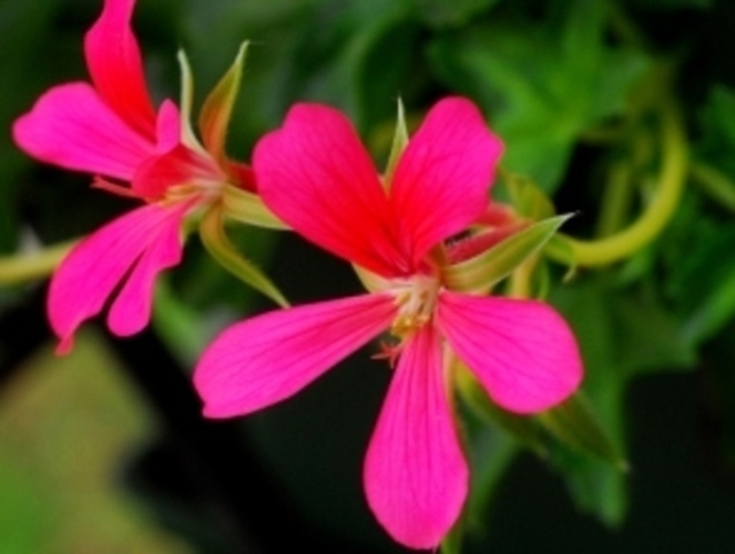 Pelargonie 