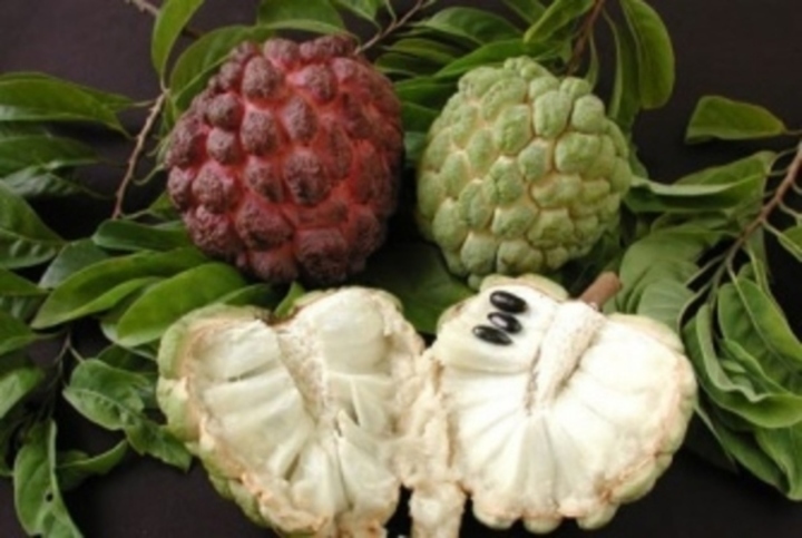 Anona cherimoya 