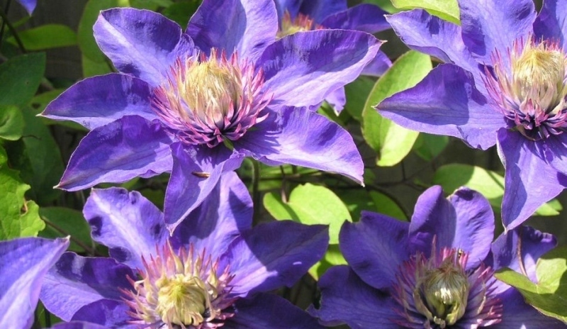 Klematis (plamének)