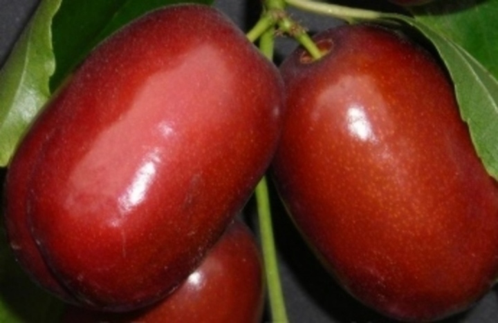 Jujube 