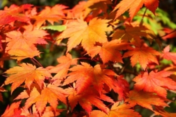 Acer japonicum 