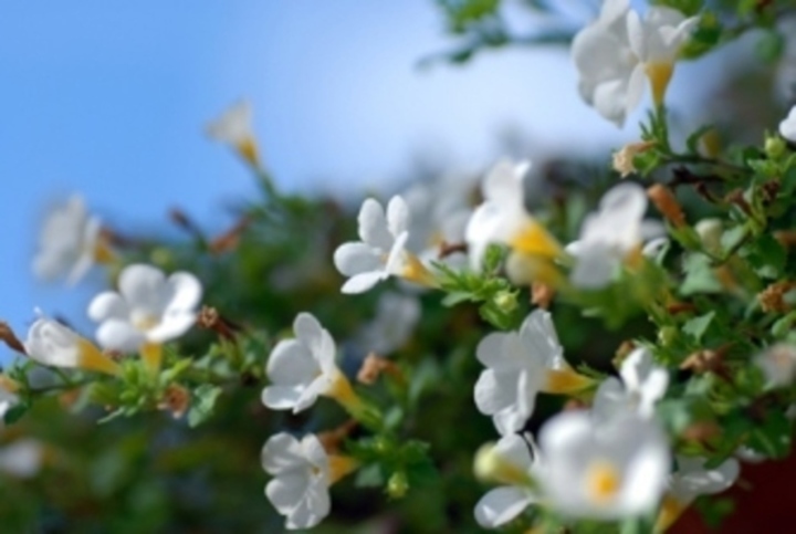Bacopa 
