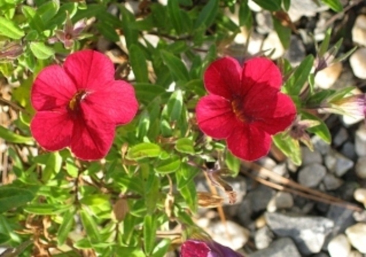 Milion bells