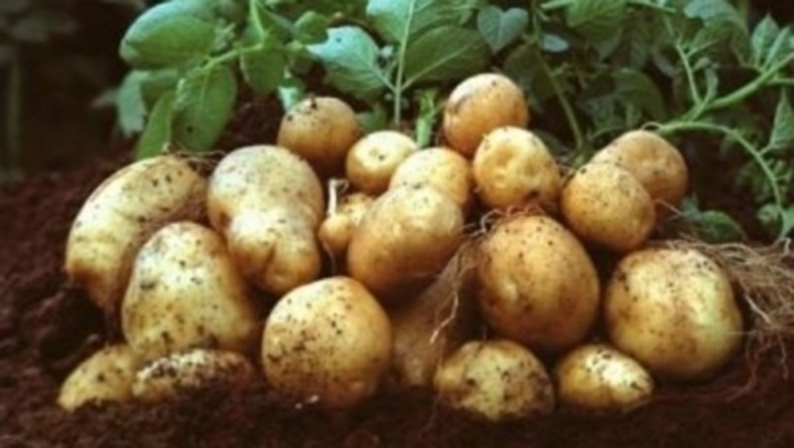 Brambory 
