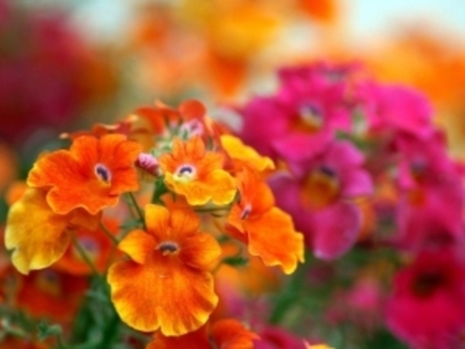 Nemesia