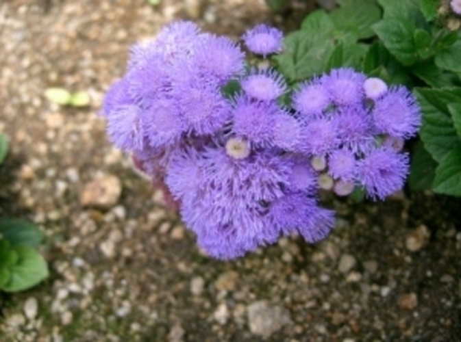 Nestařec