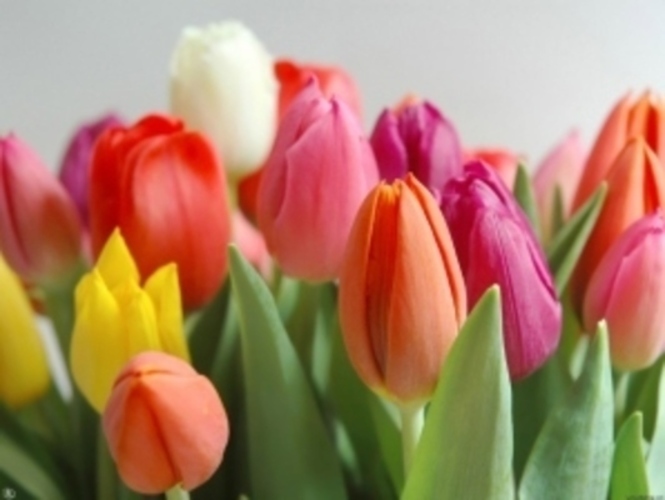 Tulipány