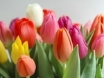 Tulipány