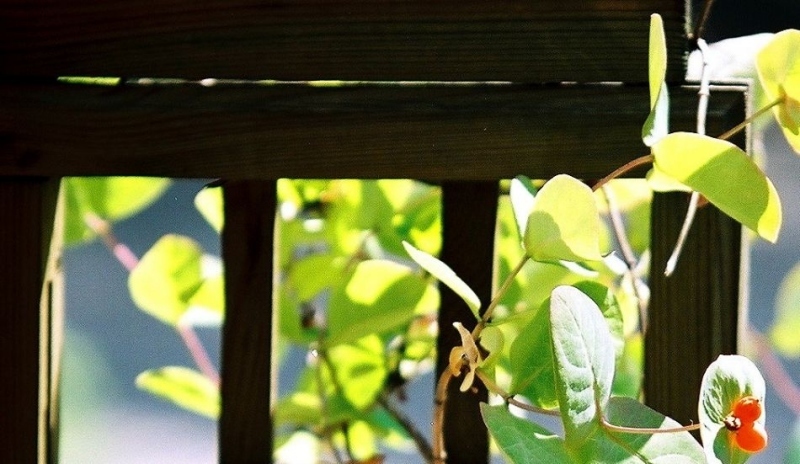 Pergola vyžaduje popínavé rostliny.