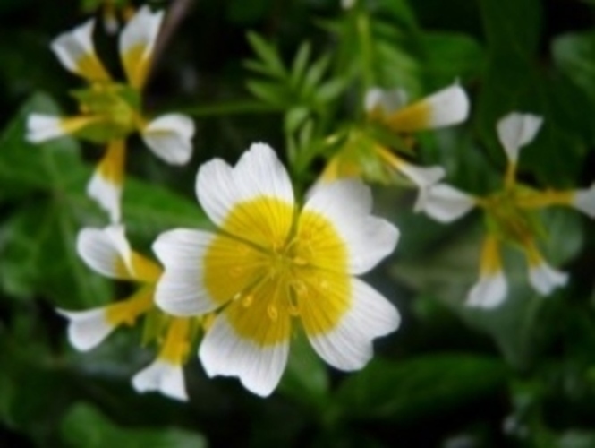 Limnatka 