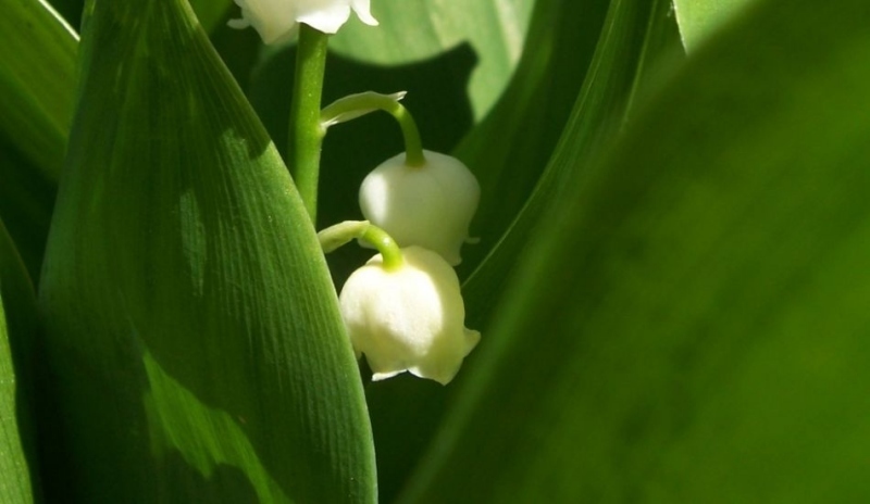 Convallaria majalis - konvalinka