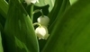 Convallaria majalis - konvalinka
