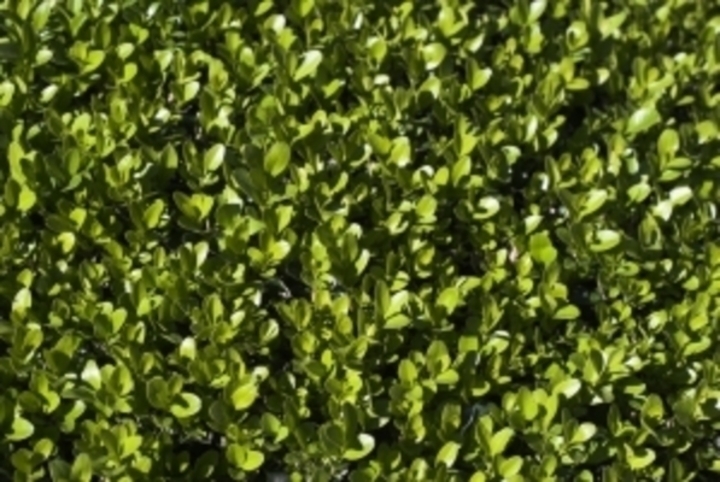 Buxus 