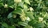Buxus sempervirens - zimostráz