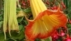 Datura - durman