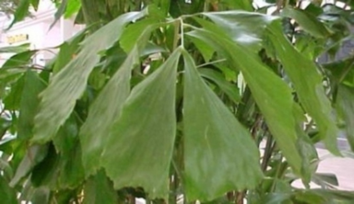 Caryota