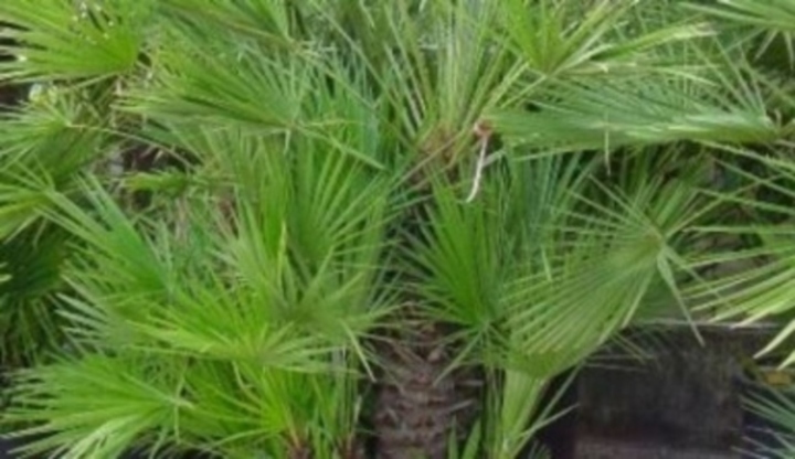 Chamaerops