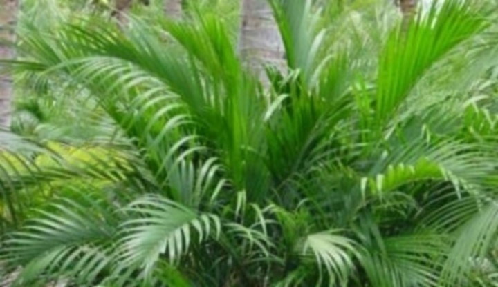 Chamaedora