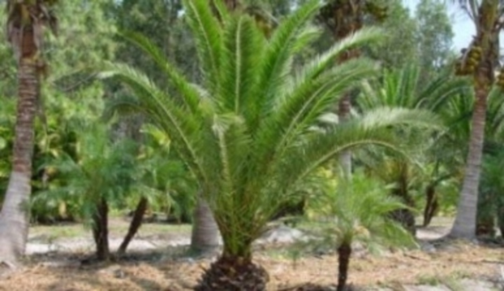 Phoenix canariensis