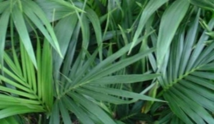 Kentia