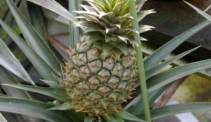 ananas